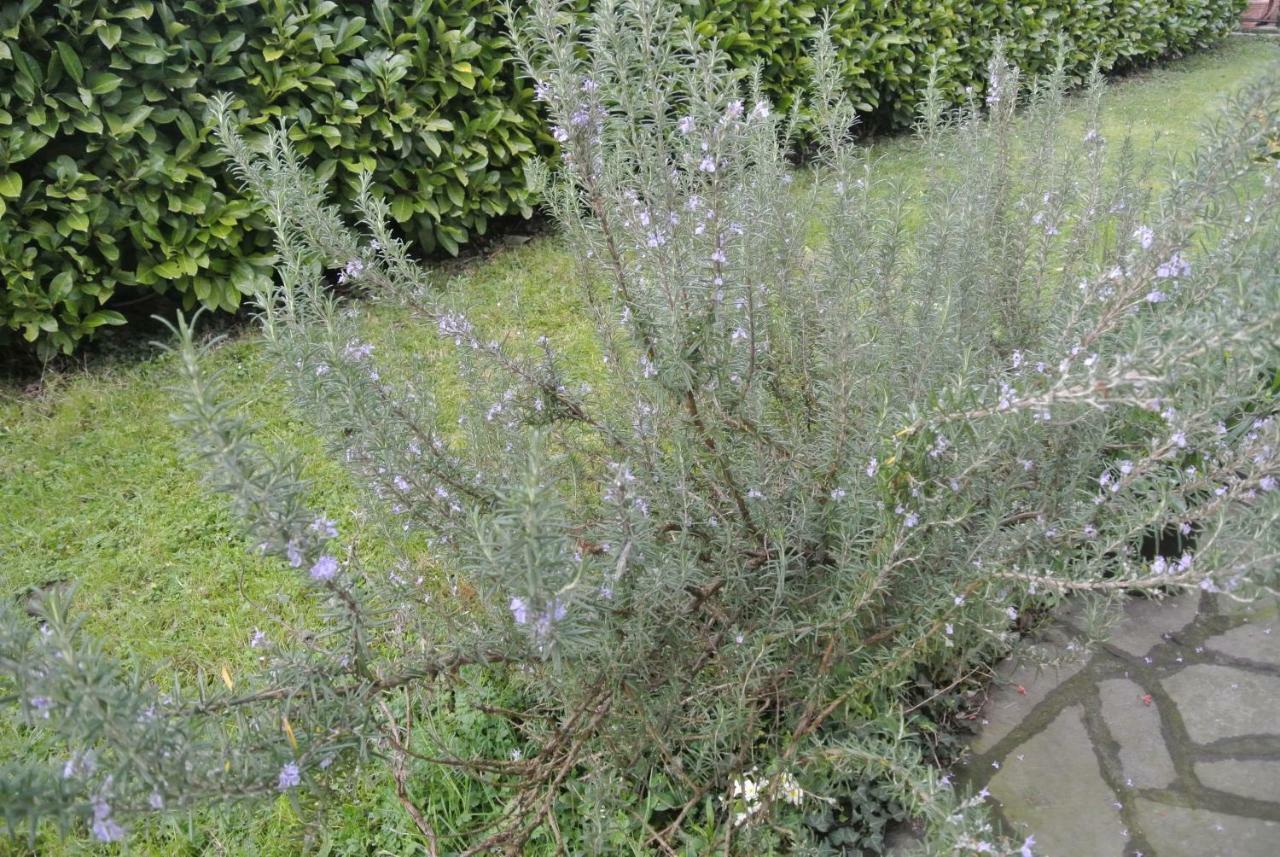 B&B La Damigiana Fioi Piano di Follo Eksteriør bilde